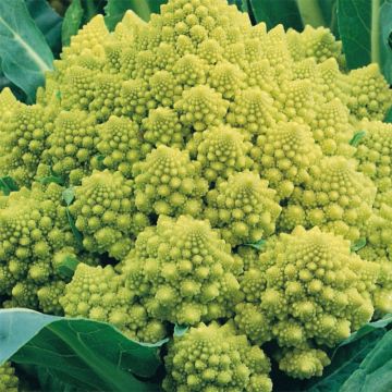 Col Romanesco