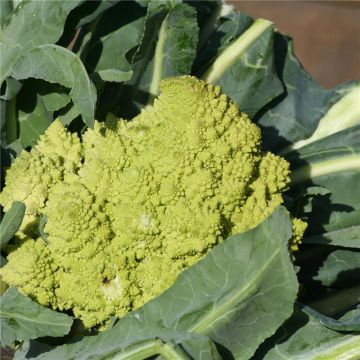 Brócoli Romanesco Bio - Ferme de Sainte Marthe