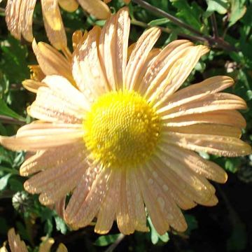 Chrysanthemum rubellum Mary Stoker - Crisantemo