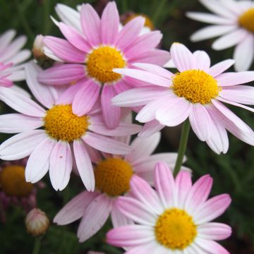 Chrysanthemum koreanum Hebe - Crisantemo