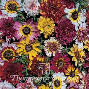 Chrysanthemum carinatum Summer Festival - Crisantemo