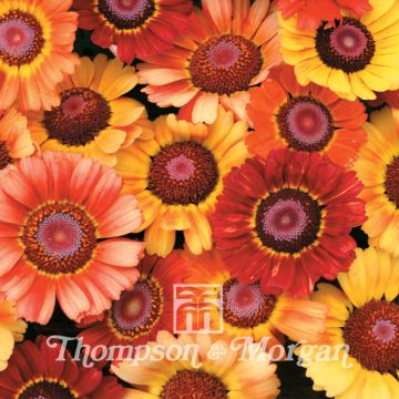 Chrysanthemum carinatum Sunset - Crisantemo