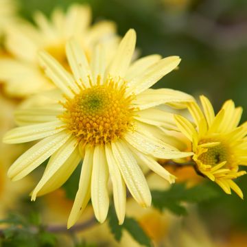 Chrysanthemum arcticum Schwefelglanz - Crisantemo