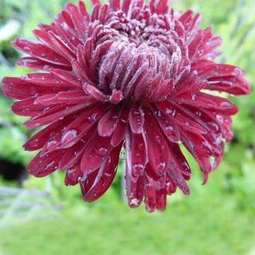 Chrysanthemum indicum Cedie Mason - Crisantemo