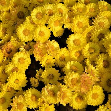 Chrysanthemum Goldmarianne - Crisantemo