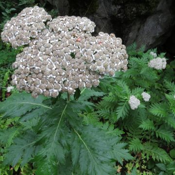 Chrysanthemum macrophyllum - Crisantemo