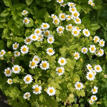 Chrysanthemum parthenium Aureum - Crisantemo