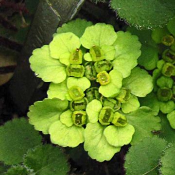 Chrysosplenium davidianum