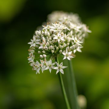 Allium ramosum - Cebollino chino