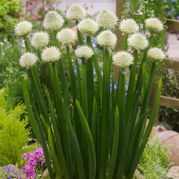 Cebolleta - Allium fistulosum