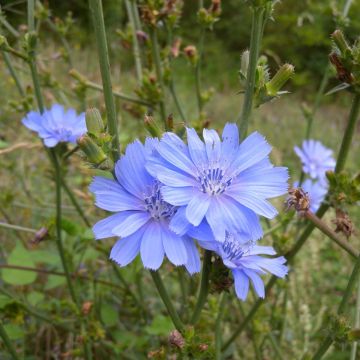 Escarola silvestre - Cichorium intybus