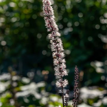 Actaea simplex Atropurpurea