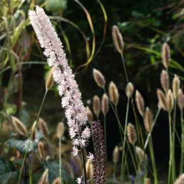 Actaea simplex Brunette