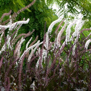 Actaea Black Negligee