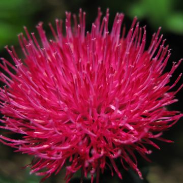 Cirsium japonicum Rose Beauty - Cardo japonés