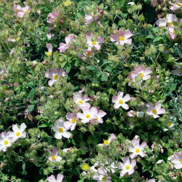 Jara - Cistus argenteus Silver Pink