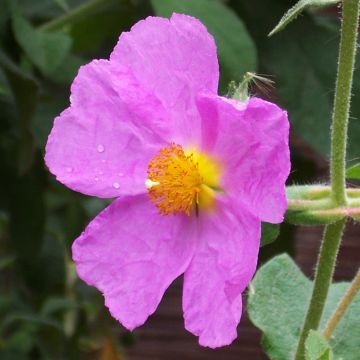 Jara - Cistus creticus