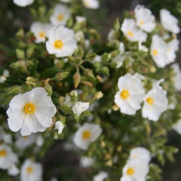 Jara negra - Cistus monspeliensis