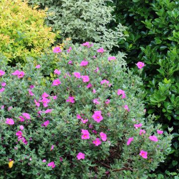 Jara - Cistus pulverulentus Sunset