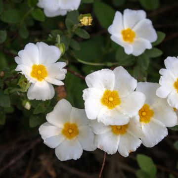 Jaguarzo morisco - Cistus salviifolius