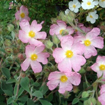 Jara - Cistus argenteus Silver Pink