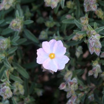 Jara - Cistus skanbergii