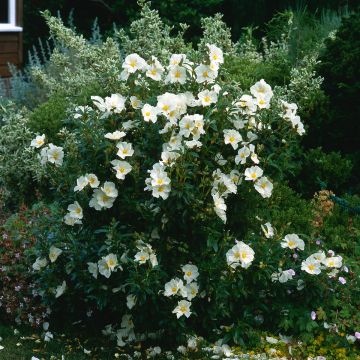 Jara - Cistus florentinus Repens