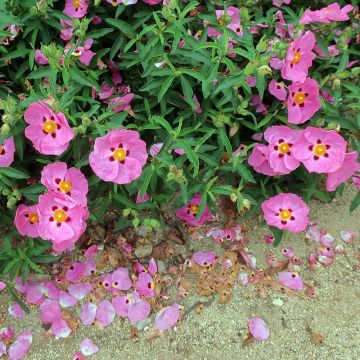 Jara purpúrea - Cistus purpureus Betty Taudevin