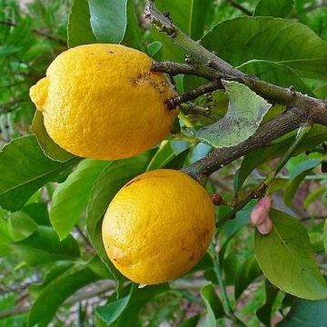 Cidro - Citrus medica