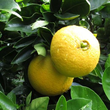 Naranjo Washington Navel - Citrus sinensis