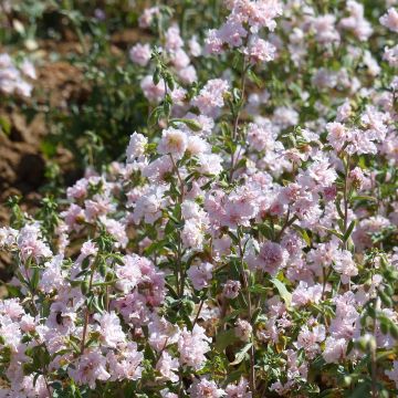 Clarkia unguiculata Apple Blossom - Godetia