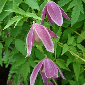 Clematis alpina Ruby