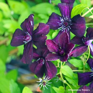 Clematis viticella Dark Eyes