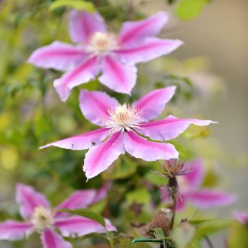 Clematis Docteur Ruppel