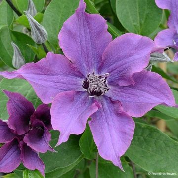 Clematis Guiding Promise