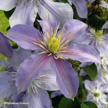 Clematis viticella Justa