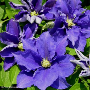 Clematis Kingfisher