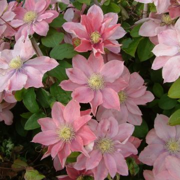 Clematis Little Mermaid