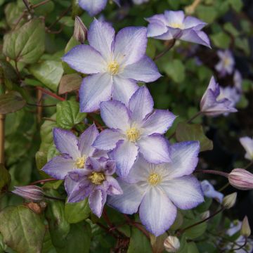 Clematis jackmanii Lucky Charm