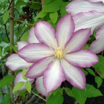 Clematis Morning Star