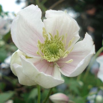 Clematis montana Giant Star