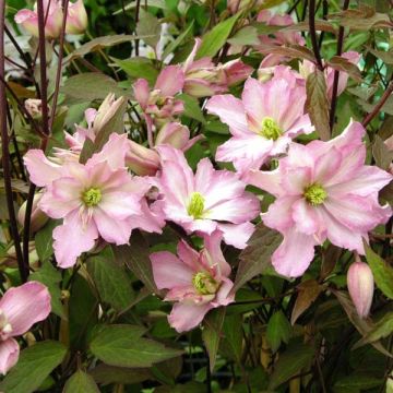 Clematis montana Rosebud