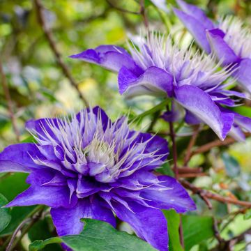 Clematis Multi Blue