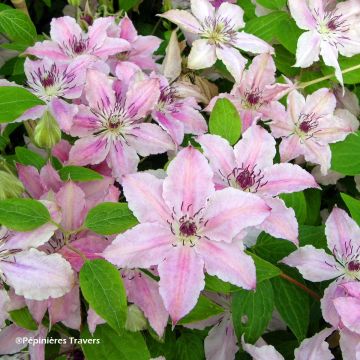 Clematis Pink Fantasy