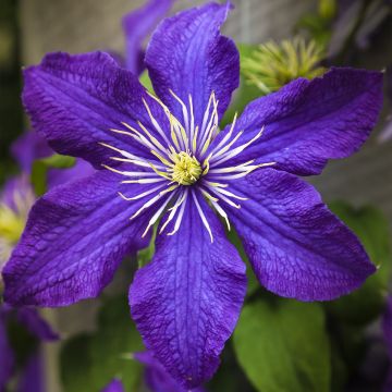 Clematis Rhapsody