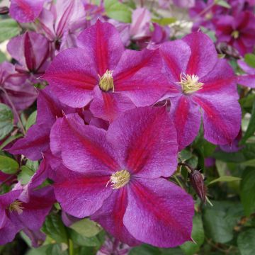 Clematis Star of Pakistan