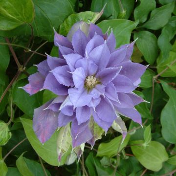 Clematis Yvette Houry