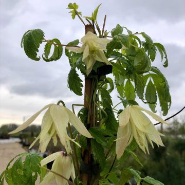 Clematis alpina Plena