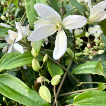 Clematis armandii - Clemátide de Armand