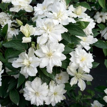 Clematis White Arabella